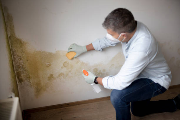 Trusted Minonk, IL Mold Removal Experts
