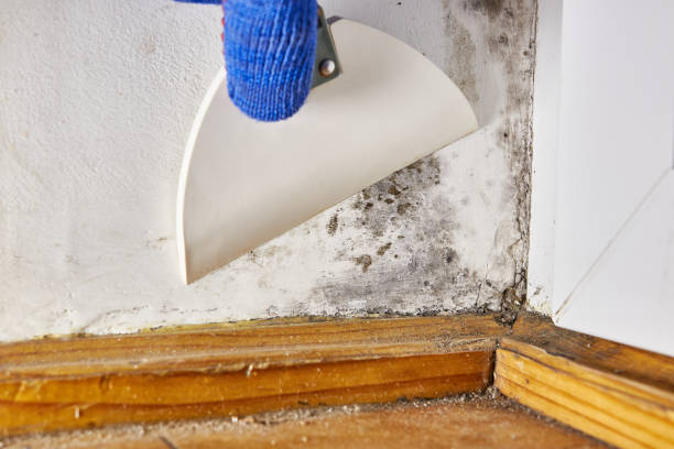 Best Attic Mold Removal  in Minonk, IL