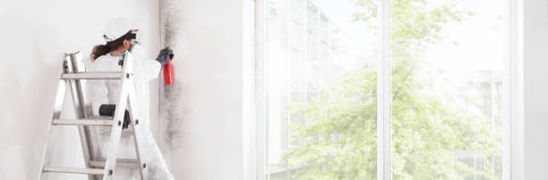 Best Basement Mold Removal  in Minonk, IL